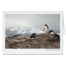 Search for adelie Antarctica