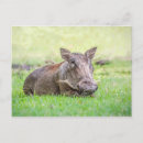 Search for warthog postcards Wildlife