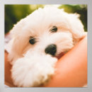 Recherche de chiens mignons posters Drôle
