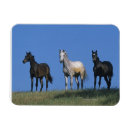 Search for arabs magnets Equestrian