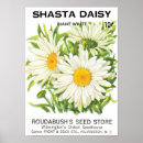 Search for shasta art Daisies