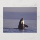 Search for orca whales postcards Wildlife