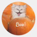 Search for thanksgiving cat stickers Kitty
