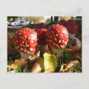 Search for fly agaric postcards Muscaria