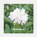 Recherche de rhododendron magnets Nature