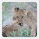 Search for leo the lion stickers Animal
