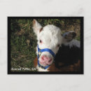 Search for hereford cow postcards Calf