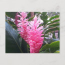 Recherche de fleur gingembre cartes postales Hawaii