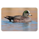 Recherche de american magnets Faune