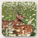 Recherche de cerfs communs dessous de verres Fleur