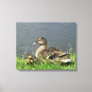 Search for ducklings canvas prints Cute