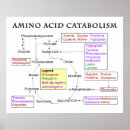 Search for amino acids posters Science