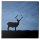 Search for deer stag tiles Nature