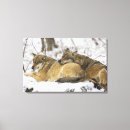 Search for wolves canvas prints Wildlife