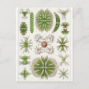 Search for ernst postcards Haeckel