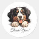 Search for bernese stickers Bernese mountain dog