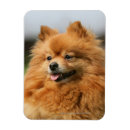 Recherche de observé magnets Chien