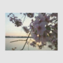Recherche de cherry blossom tissue paper Floral