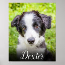 Search for pet supplies Unique
