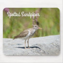Search for sandpipers electronics Bird