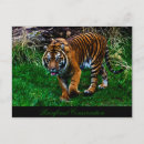 Recherche de tigre sumatran cartes postales Félin