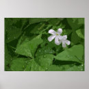 Search for st pattys day clover shamrock posters Nature