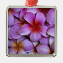 Search for plumeria ornaments Nature