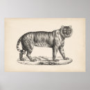 Recherche de tiger wall posters Faune