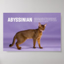 Search for abyssinian cat art Feline