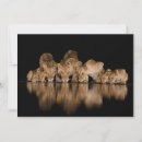 Search for lion thank you cards Africa