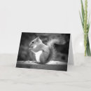 Search for black squirrel cards Wildlife