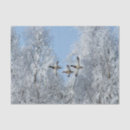 Search for duck tissue paper Anas platyrhynchos