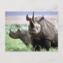 Recherche de tanzanie cartes postales Ngorongoro