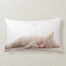 Search for british shorthair pillows Kitten