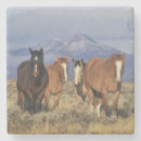 Search for mammal coasters Landscape