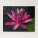 Recherche de waterlily Pink