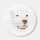Search for bull head magnets Pitbull