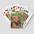 Search for dachshund playing cards Headshot