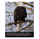Recherche de aigle posters Animaux