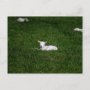 Search for lambs postcards Grass