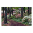 Recherche de callaway posters Flore