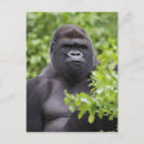 Search for silverback postcards Animal