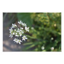 Recherche de delicate posters Photographie
