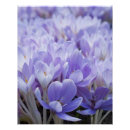 Recherche de crocus posters Fleurs