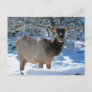 Search for elk in snow postcards Nature