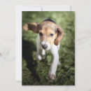 Search for beagle puppies cards Animal
