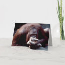 Search for primates cards Wildlife