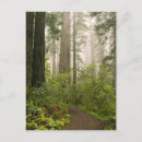 Recherche de rhododendron cartes postales Californie