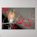 Search for red robin Photography