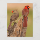 Search for gordon postcards Animal